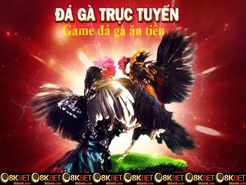 Thế nào là đá gà trực tiếp 8KBET?